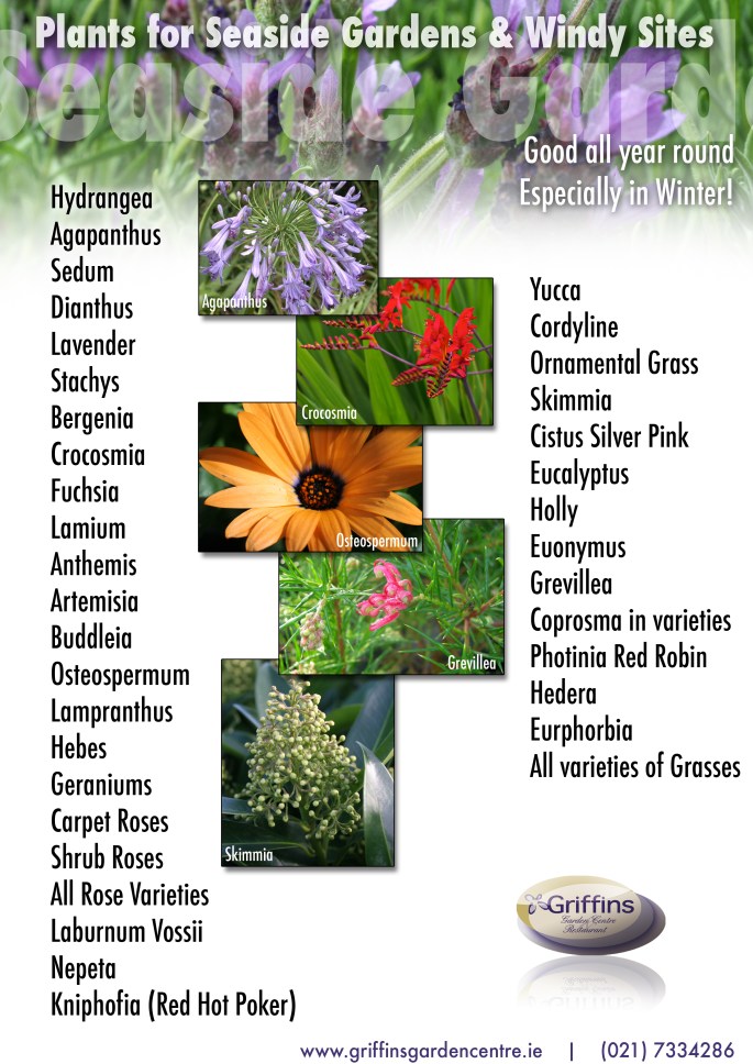 Plants for seaside gardens